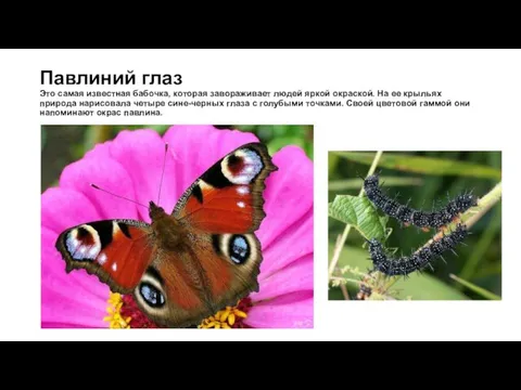 Павлиний глаз Это самая известная бабочка, которая завораживает людей яркой окраской. На