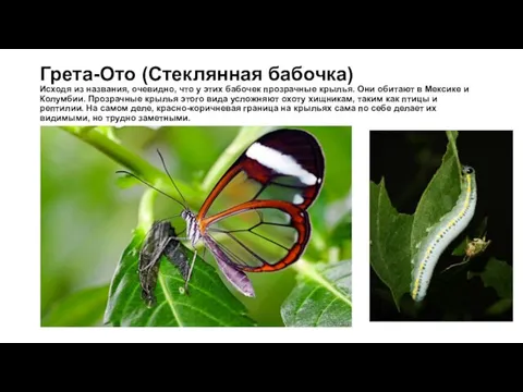 Грета-Ото (Стеклянная бабочка) Исходя из названия, очевидно, что у этих бабочек прозрачные