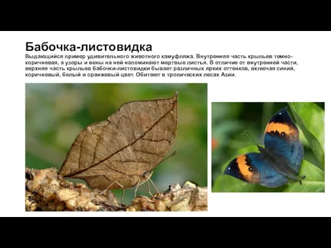 Бабочка-листовидка Выдающийся пример удивительного животного камуфляжа. Внутренняя часть крыльев темно-коричневая, а узоры
