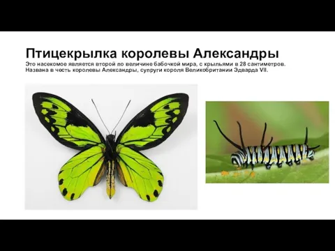 Птицекрылка королевы Александры Это насекомое является второй по величине бабочкой мира, с