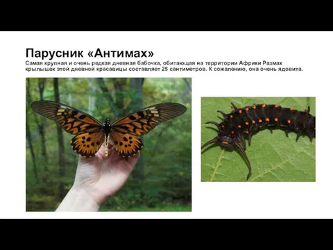 Парусник «Антимах» Самая крупная и очень редкая дневная бабочка, обитающая на территории