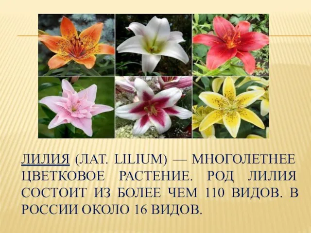 ЛИЛИЯ (ЛАТ. LILIUM) — МНОГОЛЕТНЕЕ ЦВЕТКОВОЕ РАСТЕНИЕ. РОД ЛИЛИЯ СОСТОИТ ИЗ БОЛЕЕ