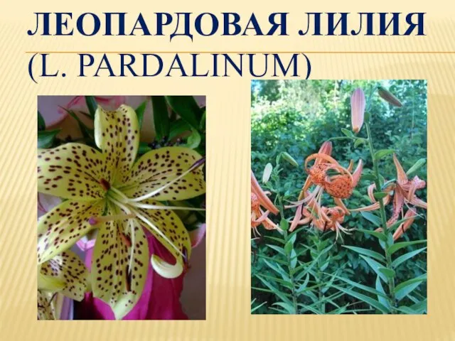 ЛЕОПАРДОВАЯ ЛИЛИЯ (L. PARDALINUM)