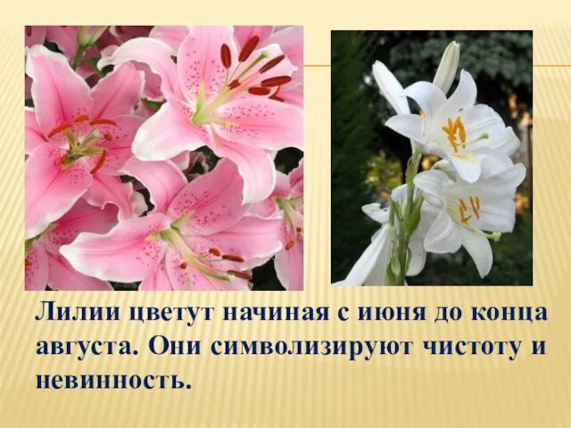 Лилии цветут начиная с июня до конца августа. Они символизируют чистоту и невинность.
