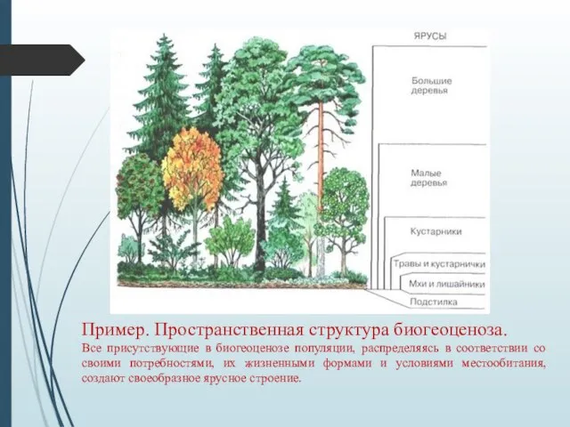 Пример. Пространственная структура биогеоценоза. Все присутствующие в биогеоценозе популяции, распределяясь в соответствии