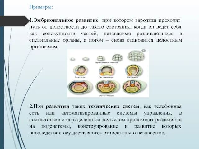 Примеры: 1.Эмбриональное развитие, при котором зародыш проходит путь от целостности до такого