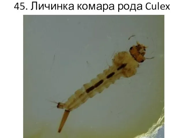 45. Личинка комара рода Culex