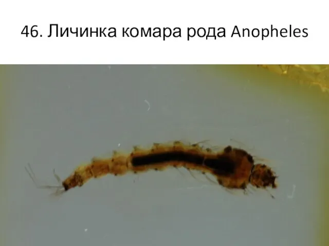 46. Личинка комара рода Anopheles