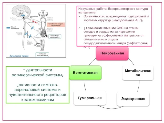 Нарушение работы барорецепторного контура вследствие: Органического повреждения подкорковый и корковых структур (центрогенная