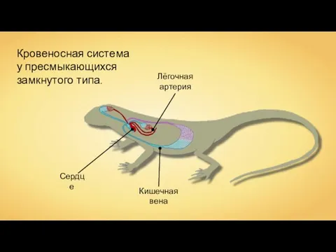 Сердце Лёгочная артерия Кишечная вена Кровеносная система у пресмыкающихся замкнутого типа.