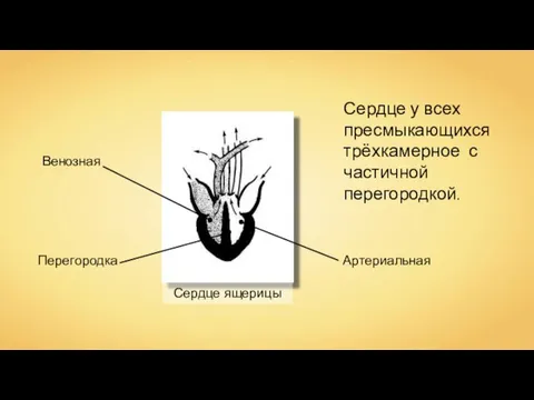 Венозная Артериальная Перегородка Сердце ящерицы Сердце у всех пресмыкающихся трёхкамерное с частичной перегородкой.