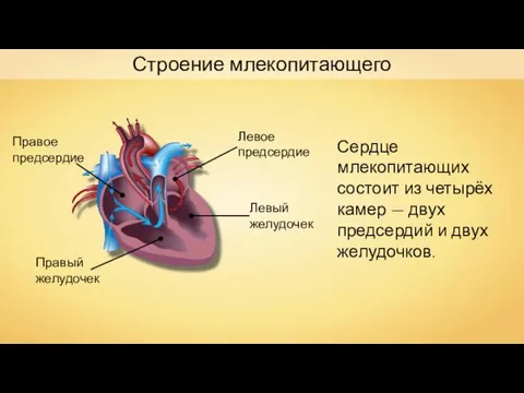 Строение млекопитающего Правое предсердие Левое предсердие Правый желудочек Левый желудочек Сердце млекопитающих