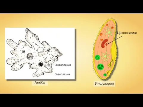 Амёба Инфузория Цитоплазма