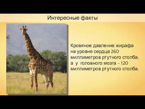 Интересные факты Hok Кровяное давление жирафа на уровне сердца 260 миллиметров ртутного