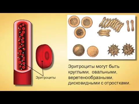 Henry Gray Эритроциты Эритроциты могут быть круглыми, овальными, веретенообразными, дисковидными с отростками.