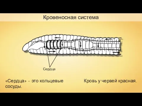 Сердца Кровь у червей красная. «Сердца» – это кольцевые сосуды. Кровеносная система