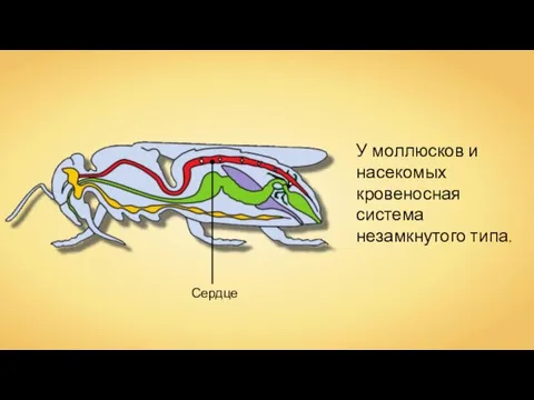 У моллюсков и насекомых кровеносная система незамкнутого типа. Сердце