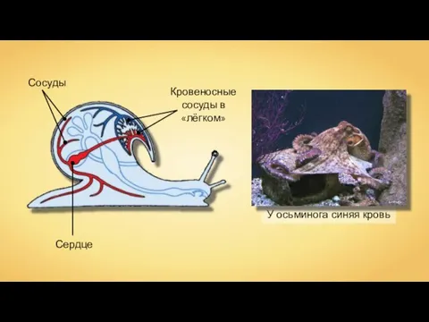 Сердце Сосуды Кровеносные сосуды в «лёгком» У осьминога синяя кровь Lmbuga