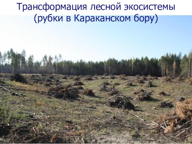 Трансформация лесной экосистемы (рубки в Караканском бору)