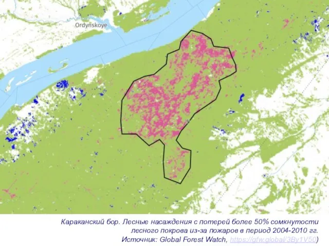 Караканский бор. Лесные насаждения с потерей более 50% сомкнутости лесного покрова из-за