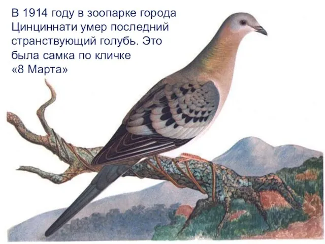 В 1914 году в зоопарке города Цинциннати умер последний странствующий голубь. Это