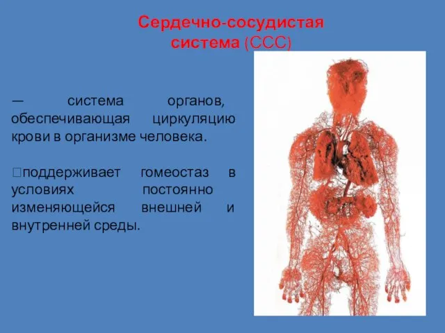 — система органов, обеспечивающая циркуляцию крови в организме человека. ?поддерживает гомеостаз в