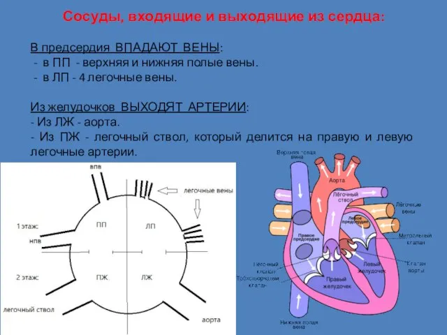 Сосуды, входящие и выходящие из сердца: В предсердия ВПАДАЮТ ВЕНЫ: - в