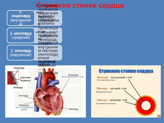 Строение стенки сердца 1. эндокард (внутренний) его выросты образуют клапаны 2. миокард