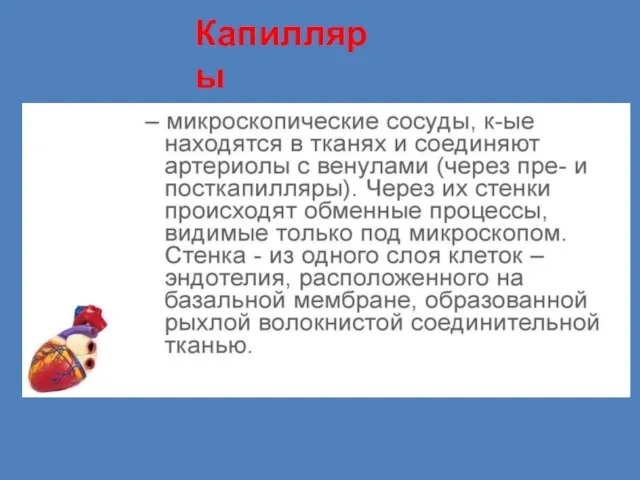 Капилляры