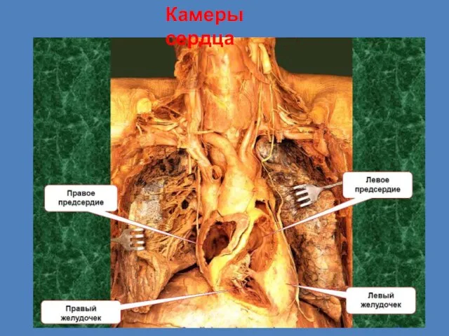 Камеры сердца