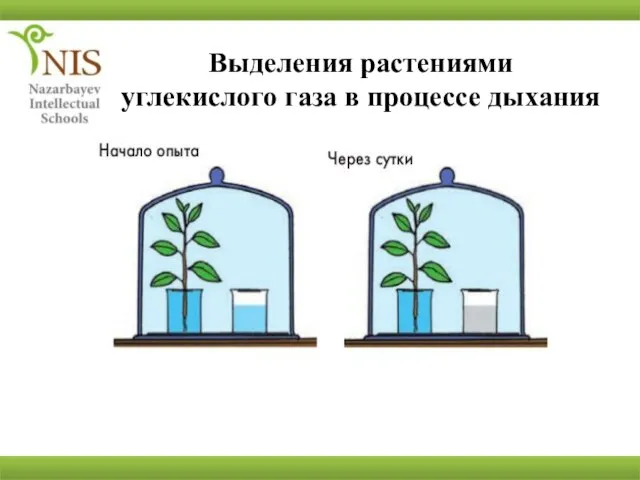 Выделения растениями углекислого газа в процессе дыхания