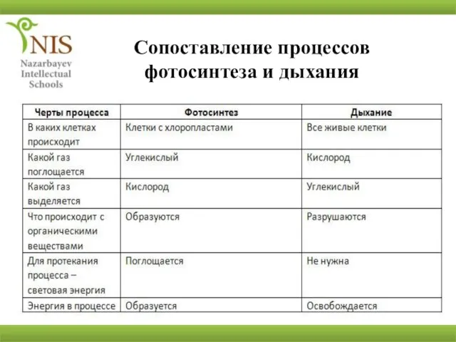 Сопоставление процессов фотосинтеза и дыхания