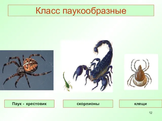 Класс паукообразные Паук - крестовик скорпионы клещи