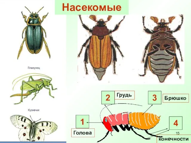 Насекомые 1 2 3 Голова Грудь Брюшко 4 конечности