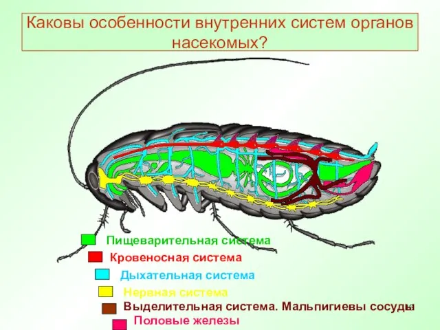 Каковы особенности внутренних систем органов насекомых? Пищеварительная система Кровеносная система Дыхательная система