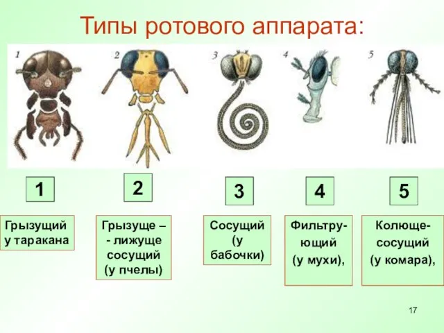 Типы ротового аппарата: 1 2 3 4 5 Грызущий у таракана Грызуще