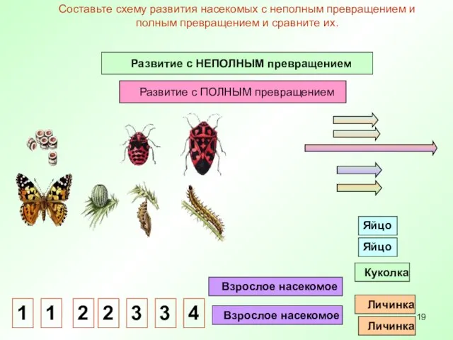 Яйцо Личинка Взрослое насекомое Куколка Яйцо Личинка Взрослое насекомое Развитие с НЕПОЛНЫМ