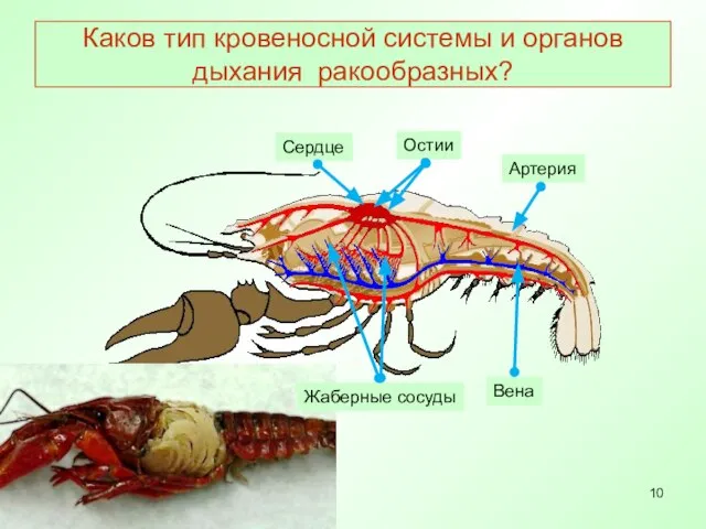 Каков тип кровеносной системы и органов дыхания ракообразных?