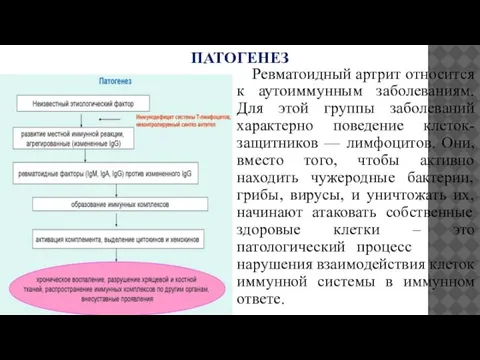 ПАТОГЕНЕЗ Ревматоидный артрит относится к аутоиммунным заболеваниям. Для этой группы заболеваний характерно