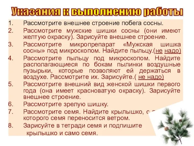 Рассмотрите внешнее строение побега сосны. Рассмотрите мужские шишки сосны (они имеют желтую