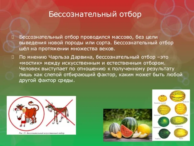 Бессознательный отбор Бессознательный отбор проводился массово, без цели выведения новой породы или