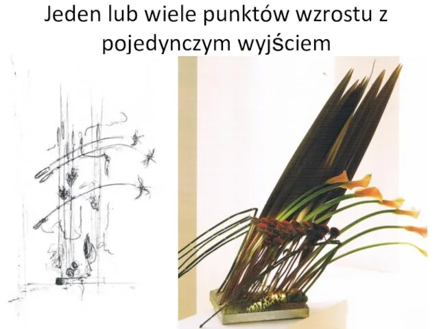 Jeden lub wiele punktów wzrostu z pojedynczym wyjściem