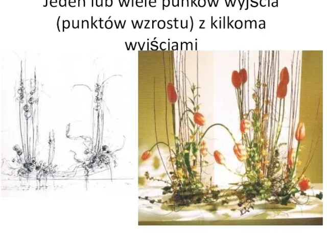 Jeden lub wiele punków wyjścia (punktów wzrostu) z kilkoma wyjściami