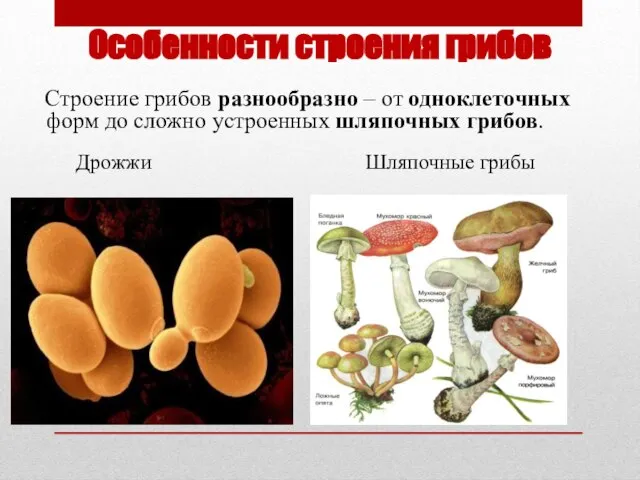 Особенности строения грибов Строение грибов разнообразно – от одноклеточных форм до сложно