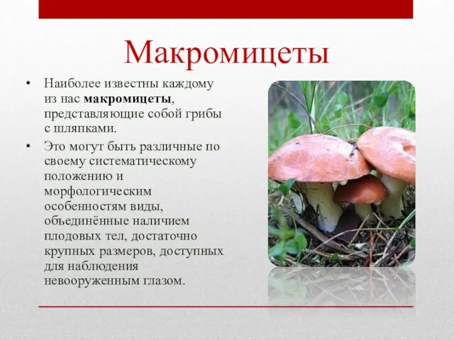 Макромицеты Наиболее известны каждому из нас макромицеты, представляющие собой грибы с шляпками.