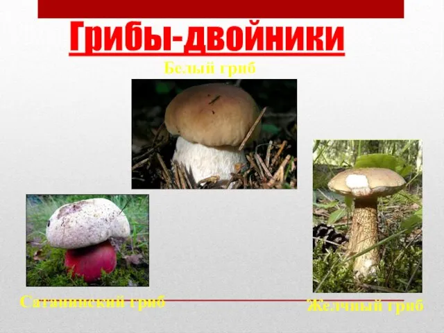 Грибы-двойники Белый гриб Сатанинский гриб Желчный гриб