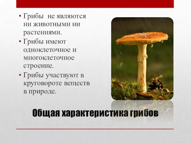 Общая характеристика грибов Грибы не являются ни животными ни растениями. Грибы имеют
