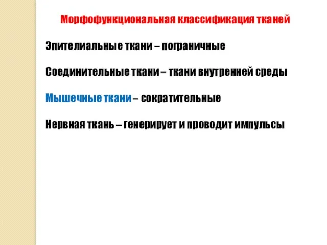 Морфофункциональная классификация тканей Эпителиальные ткани – пограничные Соединительные ткани – ткани внутренней