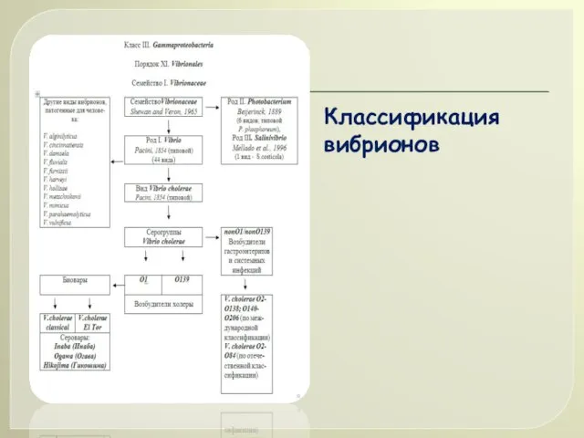 Классификация вибрионов