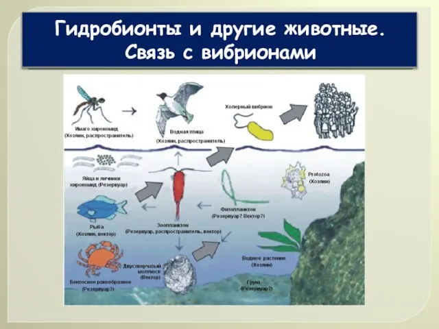 Гидробионты и другие животные. Связь с вибрионами